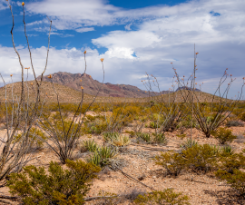 Humanities in the Landscape