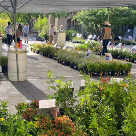 FloraFest Returns for Fall Native Plant Sale