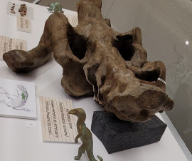Prehistoric Fossils on Display